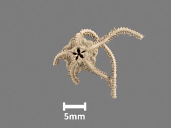 Media type: image;   Invertebrate Zoology OPH-1292 Aspect: ventral